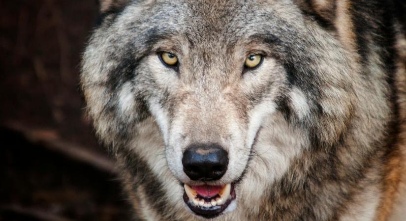 Elegük lett a gazdáknak: Gyorsított kilövést és általános kvótát követelnek a farkasokra