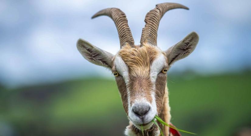 Hogyan előzhetik meg a kecskék az erdőtüzeket? Nagyon egyszerűen, mutatjuk!