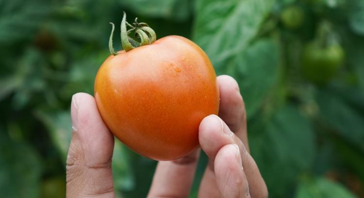 Paradicsomháború az EU-ban: elég volt az importelőnyből