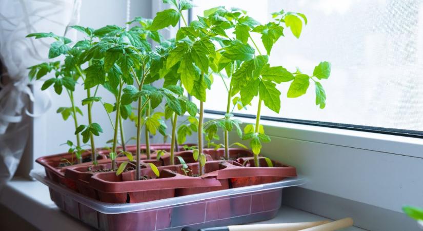 Ezt a hibát nem bocsátja meg a paradicsompalánta