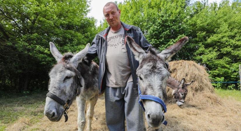 Csőstül jön a baj a szamárfarmon - Kórházi ellátásra van szükség