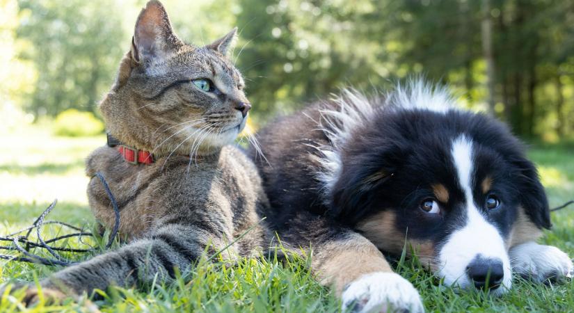 Te is lehúzod kiskedvenced ürülékét a WC-n? Állatorvos figyelmeztet, soha ne tedd!