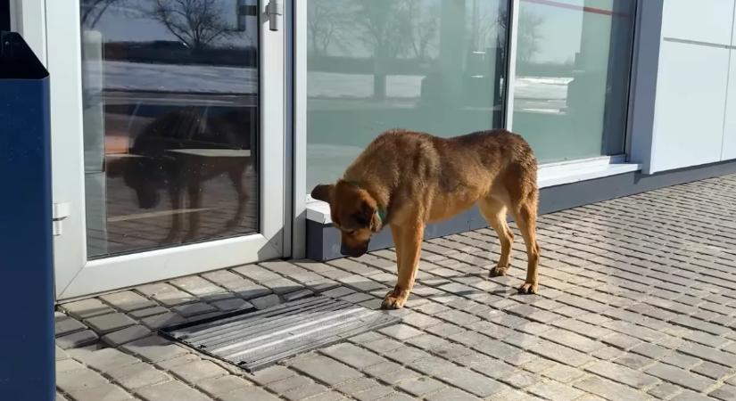 Régóta nem engedik be a kutyát: a megmentőjét lesújtotta az oka