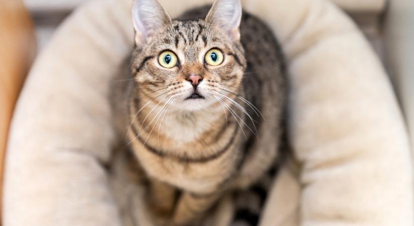 Megtaláltad – megtarthatod? Jog szerint így lesz a tiéd a talált állat