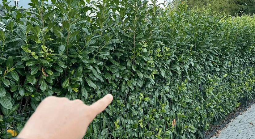 Ez a 7 sövénytípus, ami rekord idő alatt többméteresre nő, még most sincs késő el tudod őket ültetni