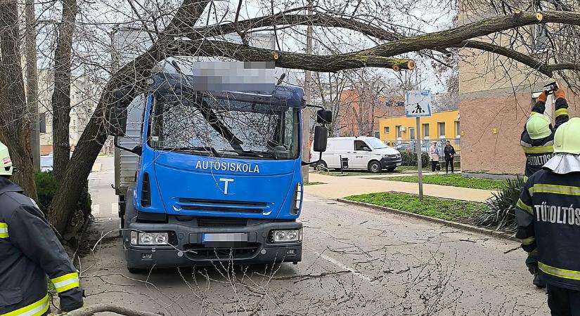 Tanulóvezetőre dőlt egy hatalmas fa Hódmezővásárhelyen, teljesen megbénult a forgalom – galériával
