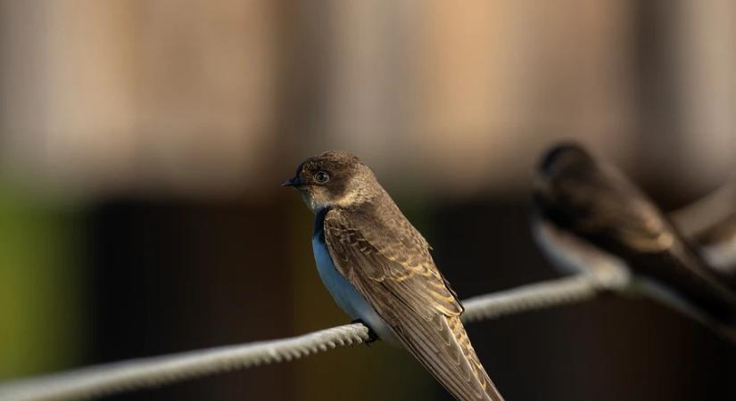 A klímaváltozás drámai hatása: kétmillió fecske hiányzik Magyarországról