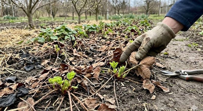 Szamócaágyás rendbetétele – most vágjunk vagy még várjunk?