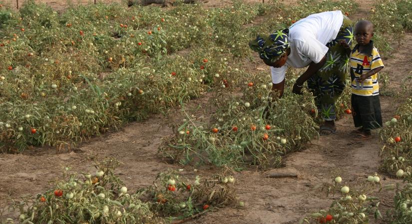 "Mindig friss", de milyen áron?