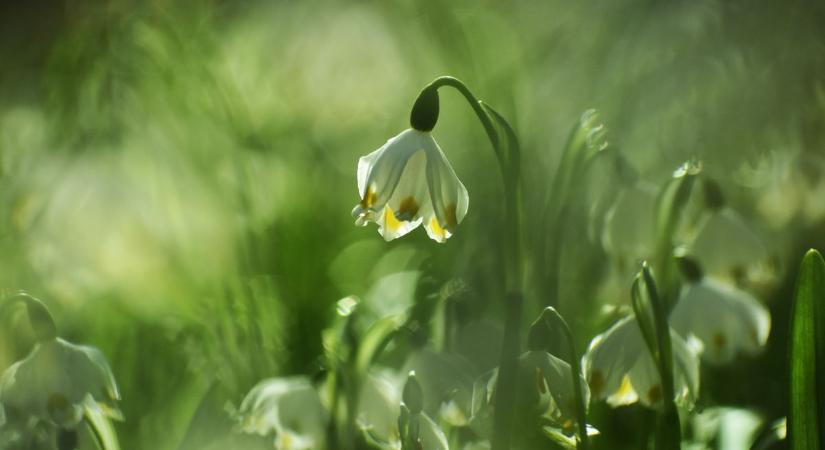 Virágtenger a Dobogó-erdőben: egy rossz lépés is bírsággal járhat! (galéria)