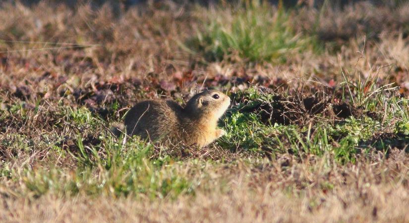A Hortobágyon is felébredtek az ürgék
