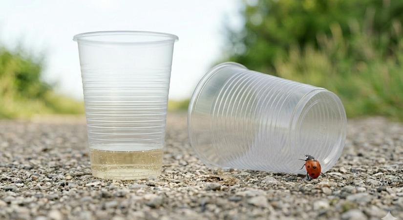 Egy katicabogár a magasba tör