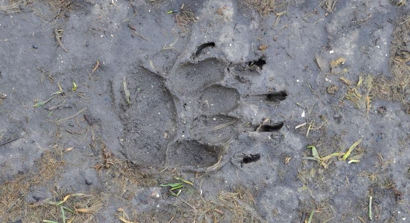 Rémisztő lábnyomot találtak Tolnában – valami félelmetes mászkál a környéken?