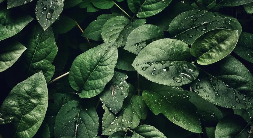 Durva invázió a kertekben! Egy éjszaka alatt letarolhatják az ágyásokat