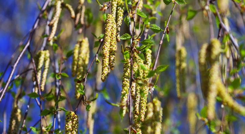 Késve ugyan, de berobbant a pollenszezon