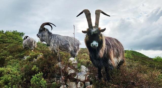 Tényleg 3000 éve jelen lehet a kecske Írországban