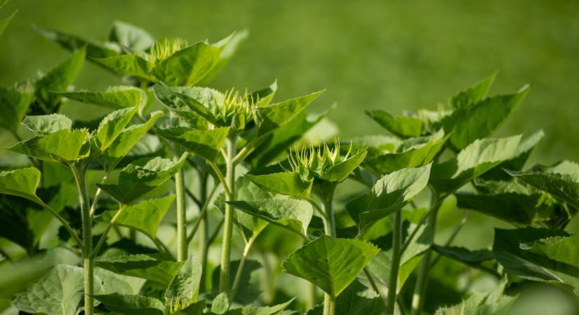 Hogyan növelhető a napraforgó termésbiztonsága stresszes körülmények között?