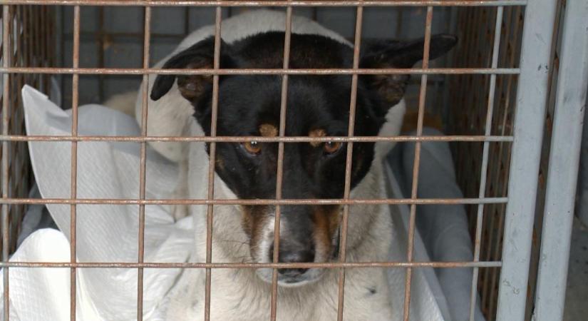 Tízmillió forintból ivartalanítják a rászorulók kutyáit Debrecenben