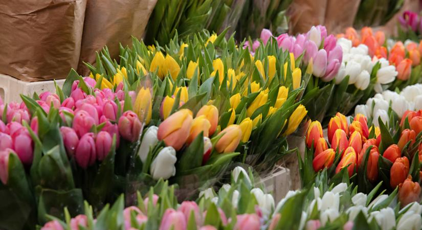 Razzia kezdődik itthon: sokaknál megjelenhet a hatóság a héten