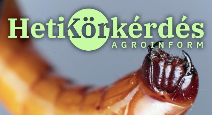 STOP drótféreg! – Heti Körkérdés Extra