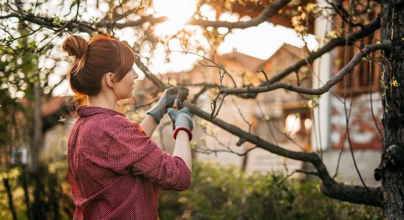 Nem mindegy, hogy mikor ragadunk metszőollót – ekkor jön el a fametszés ideje