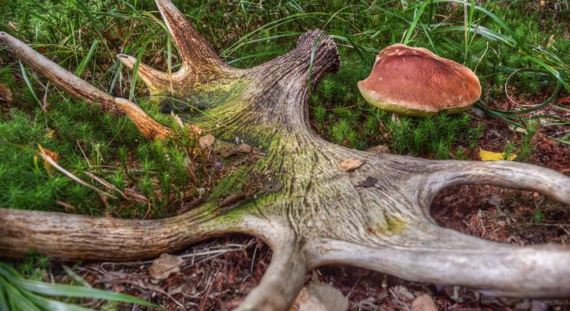 Halálos kór terjedhet az agancsok miatt: a vidék vadállománya is veszélybe kerülhet