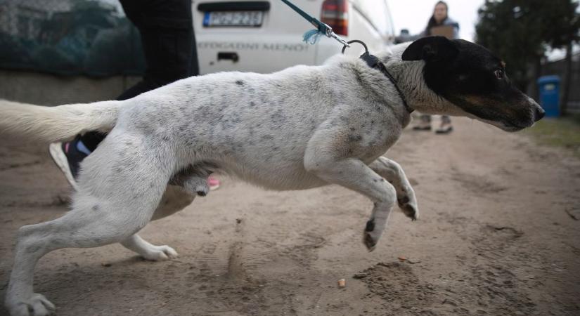 Ingyen hozzák-viszik a kutyákat – Új állatvédelmi program indult Debrecenben