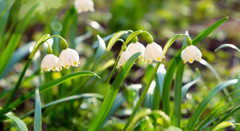Mutatjuk milyen idő vár rád holnap, eső vagy napsütés