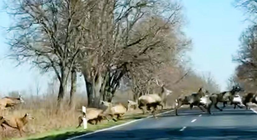 Ez ijesztően közel volt: így vágtattak át a szarvasok a döbbent autósok előtt Zala szomszédságában (videó)