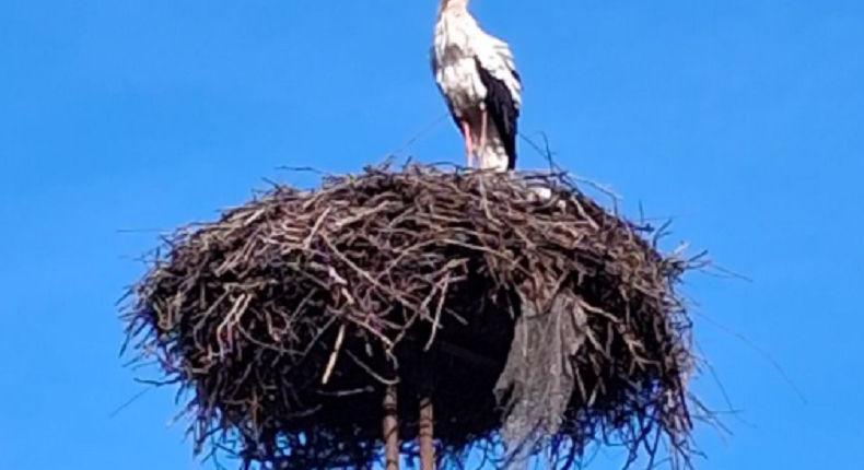 Megérkezett az első gólya Bodrogkeresztúrra