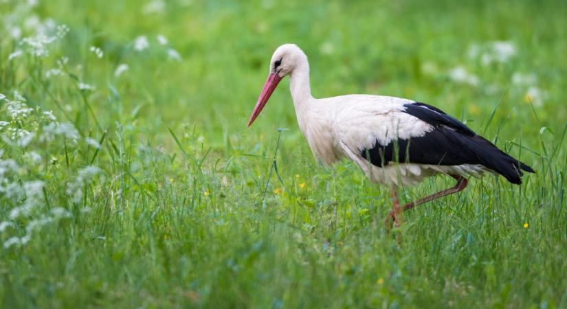 Meglepő dolog derült ki a Magyarországon fészkelő gólyákról