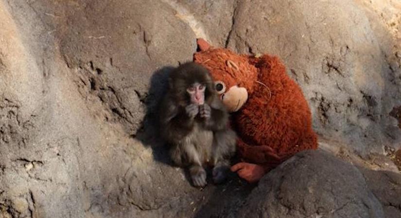 Egy bántalmazott bébimajom miatt lőtt ki az IKEA forgalma