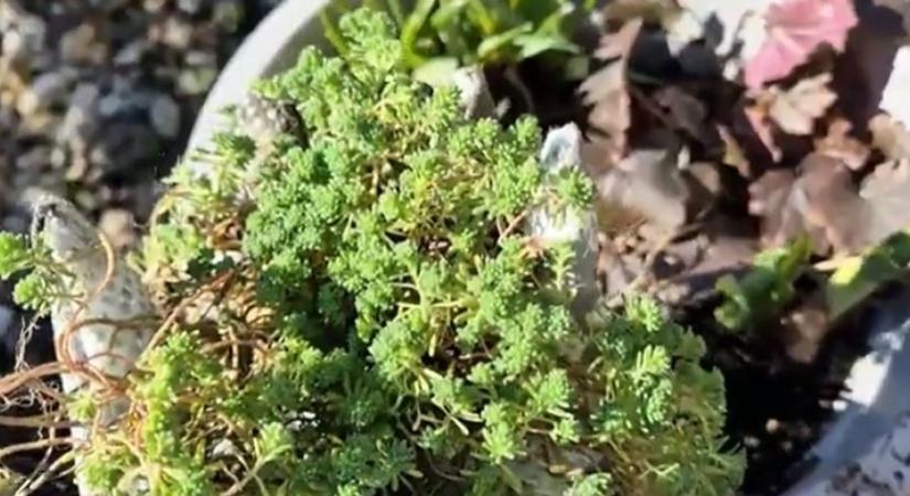 Ez az egyik legjobb talajtakaró, nem nő magasra és locsolni sem kell