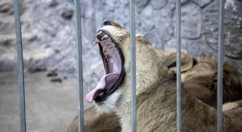 Állatkerti rémálom: rácson át ragadta meg egy 10 éves kislány lábát az oroszlán – videó