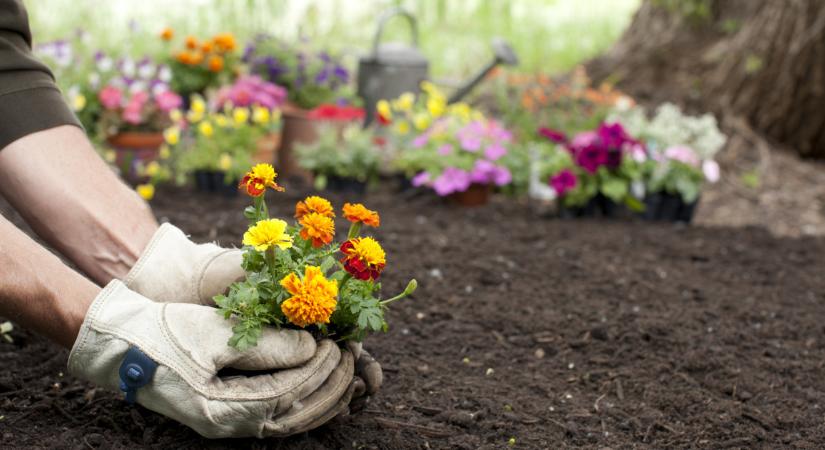 5 virág, amit ha most elültetsz, pár hét múlva virágárban úszik a kerted majd