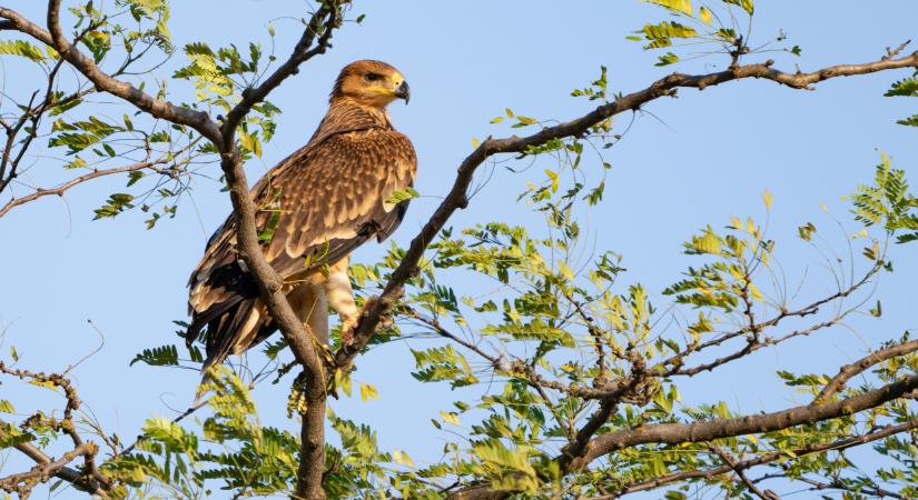Súlyos mérgezések történtek Szabolcsban: egyre aggasztóbb a helyzet