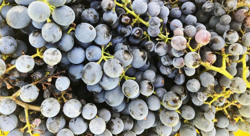 Zala lezárva: a fertőzés miatt ezrével vághatják ki ezeket – több mint 220 település elesett