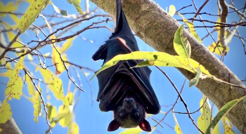 Kockázatos szomszédság: Denevérek terjeszthetnek új koronavírusokat a sertéstelepeken