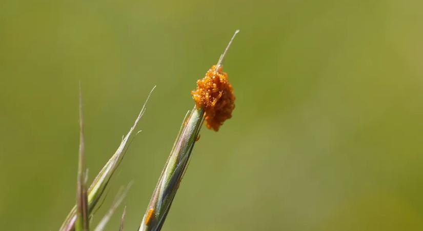 A virágok illatát utánozzák a méhekre vadászó bogarak