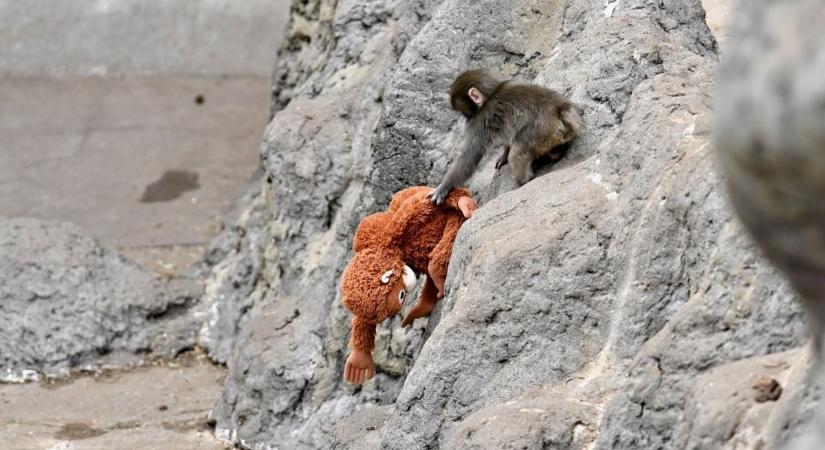 Egy plüssbe kapaszkodó kismajom miatt sír a világ – a Gyöngyösi Állatkert lakói üzentek neki
