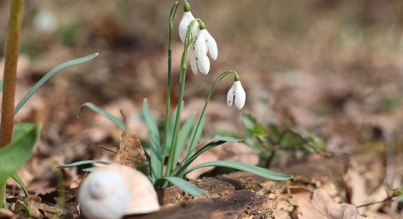 Tavasz első hírnöke – csendes, enyhébb napra számíthat Borsod-Abaúj-Zemplén holnap
