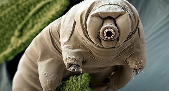 Marsi környezetbe rakták a medveállatkákat, az eredmény egyértelmű