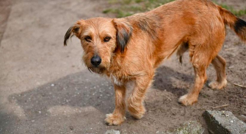 Ingyenesen oltanak és ivartalanítanak Debrecenben