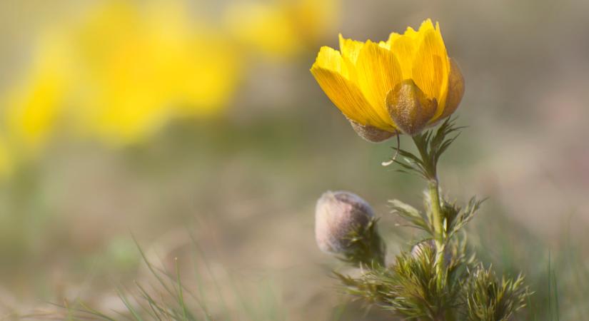 A hóvirágon túl is van élet: 3 különleges vadvirágunk, ami már hirdeti a korán jött tavaszt