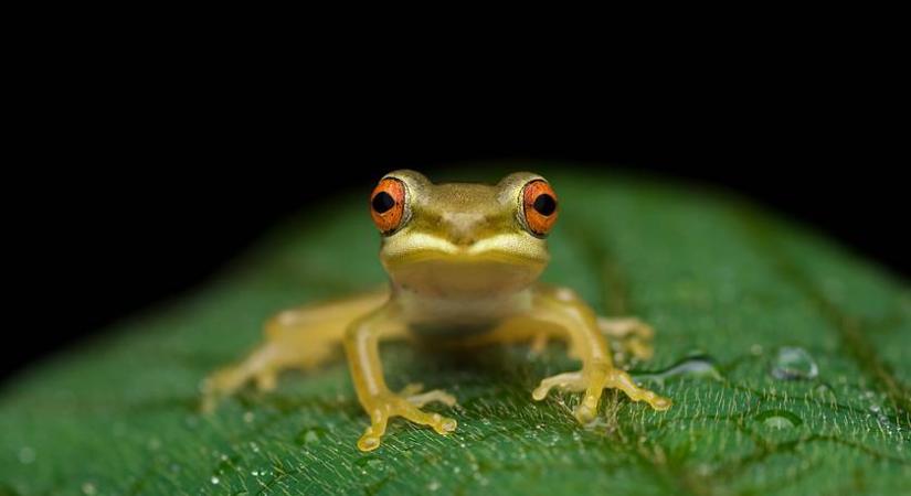 Csak a legélesebb szeműek szúrják ki a békát a teknősök között