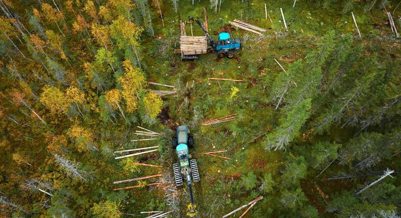Indul a 30 milliárdos fejlesztés: erdészeti pályázati dömping májustól