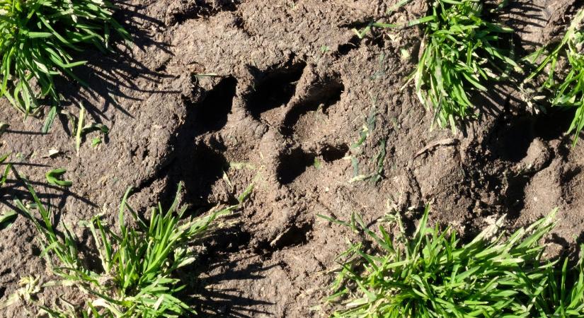 Titokzatos fenevad lábnyoma tartja rettegésben a hazai vármegyét, megindultak a találgatások