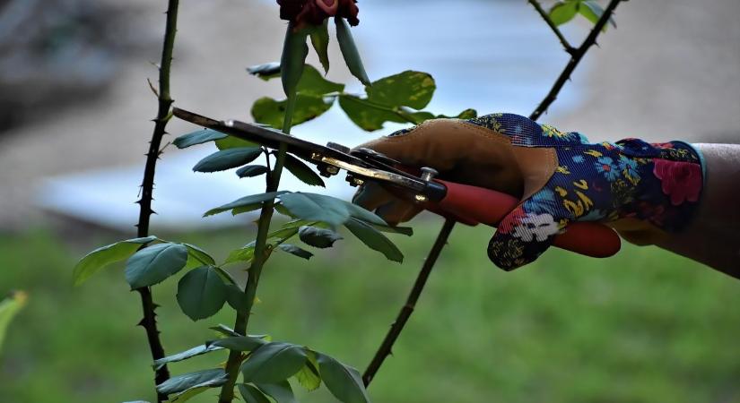 Ha elmulasztod a rózsametszés idejét, kevesebb lesz a virág is – ekkor kell vágnod