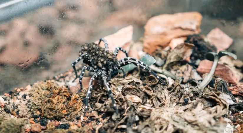 Kritikusan veszélyeztetett pókfaj szaporodott a Fővárosi Állat- és Növénykertben