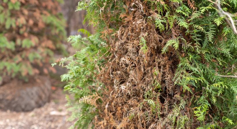 Csúnya a tujád? Ez a megoldás!